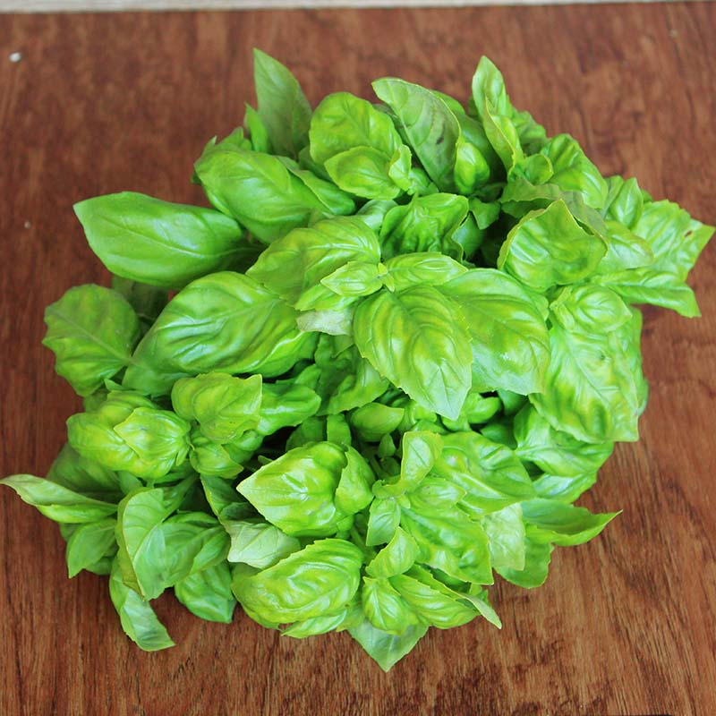 Basil Everleaf Genovese Seed