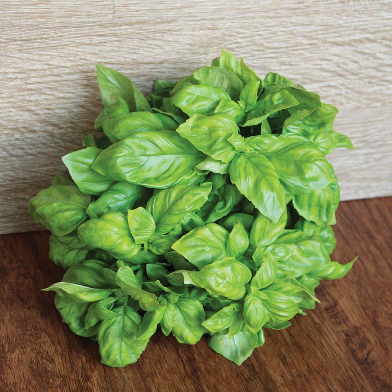 Basil Everleaf Genovese Seed