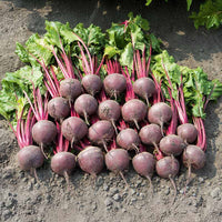 Beet Boro F1 Seed