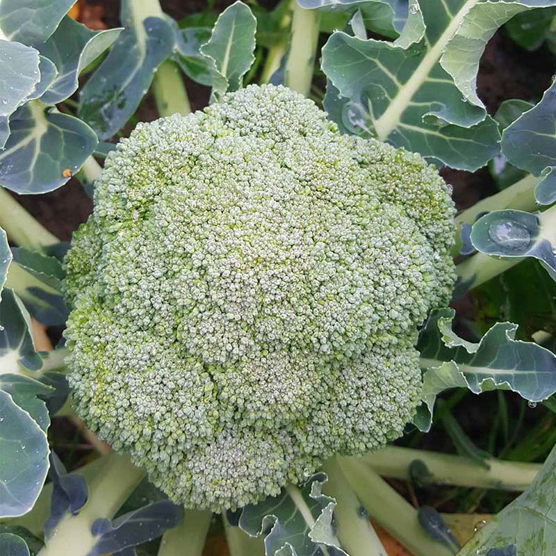 Broccoli Belstar F1 Organic  Seed