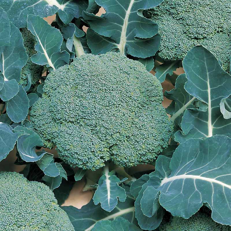 Broccoli Belstar F1 Organic  Seed