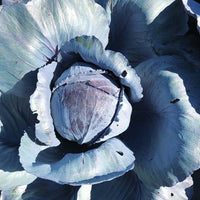 Cabbage Buscaro F1 Organic  Seed