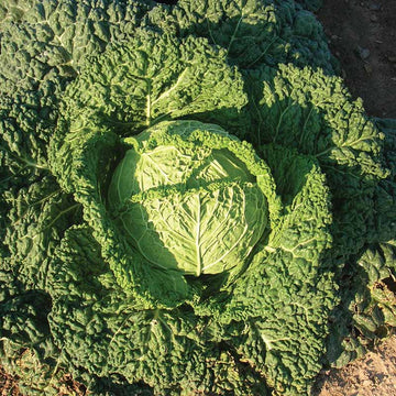 Cabbage Famosa F1 Organic  Seed