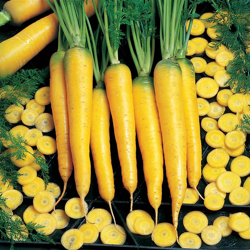 Carrot Yellow Stone Organic Seed