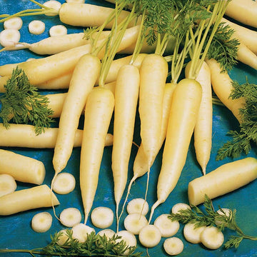 Carrot White Satin F1 Organic  Seed