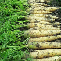 Carrot White Satin F1 Organic  Seed