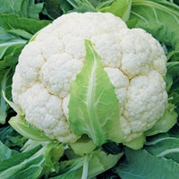 Cauliflower Skywalker F1 Organic  Seed