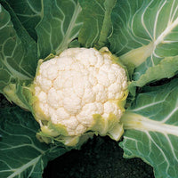 Cauliflower Skywalker F1 Organic  Seed