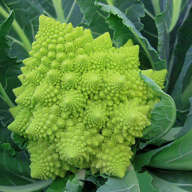 Cauliflower Veronica F1 Organic  Seed