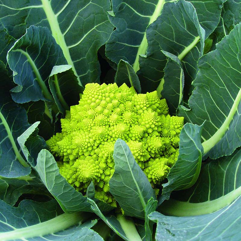 Cauliflower Veronica F1 Organic  Seed