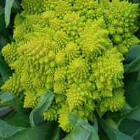 Cauliflower Veronica F1 Organic  Seed