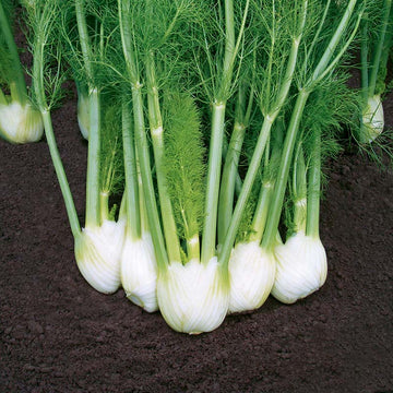 Fennel Solaris F1 Organic  Seed