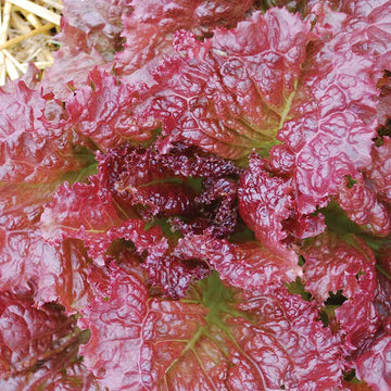 Lettuce Red Velvet Organic Seed