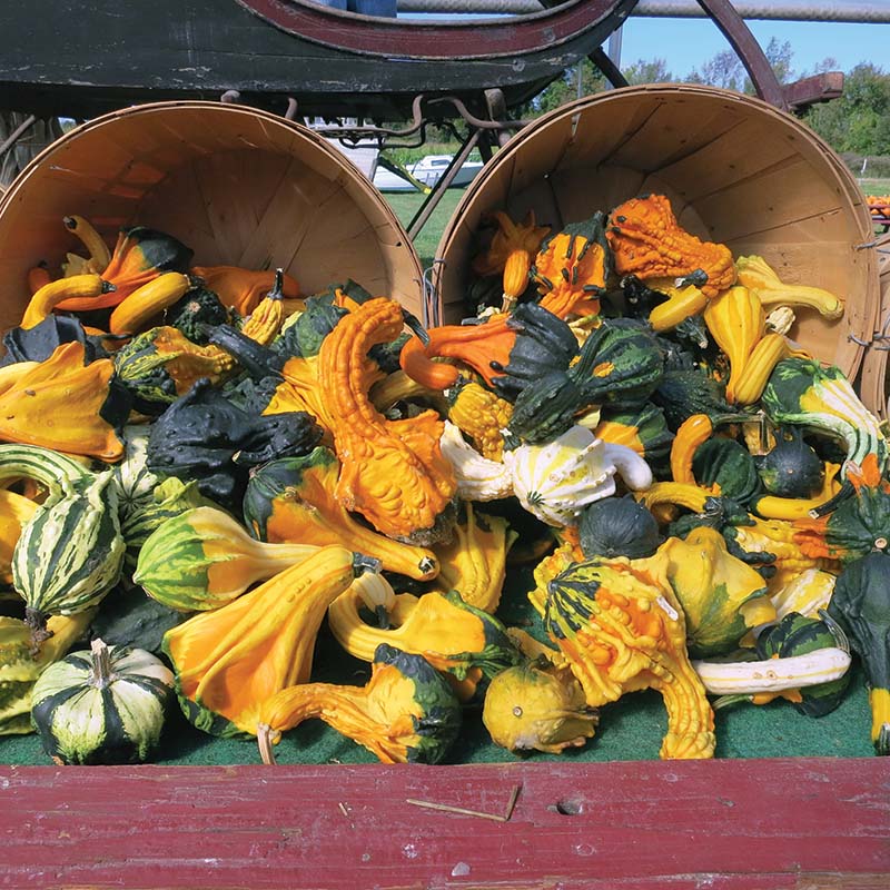 Gourd Autumn Wings Large Seed