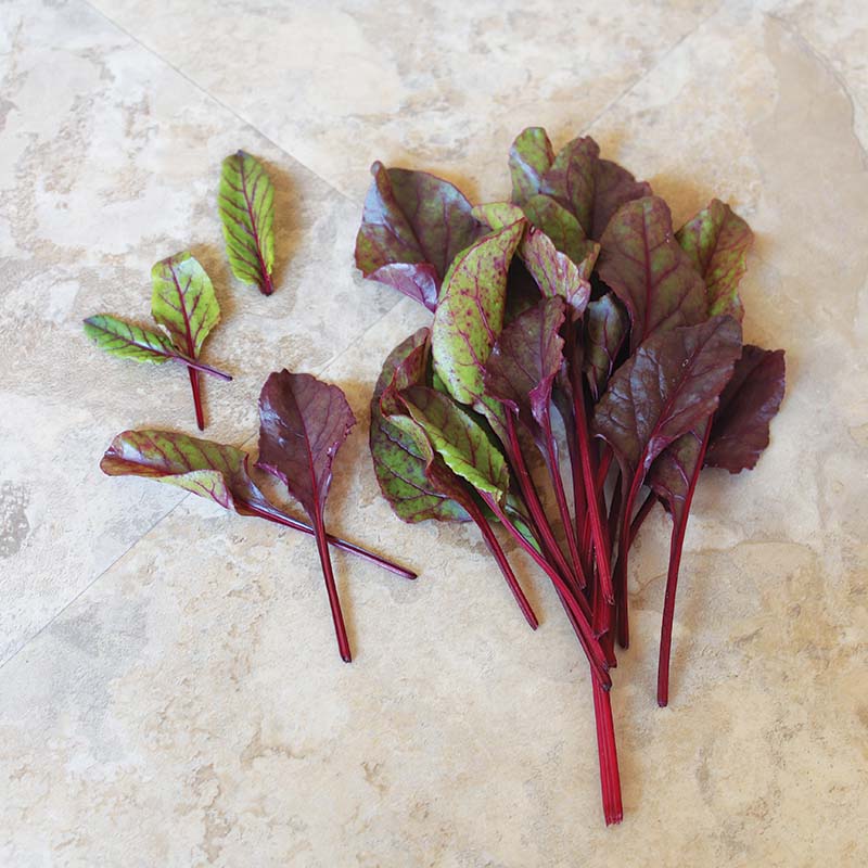 Beet Greens Fresh Pak Seed