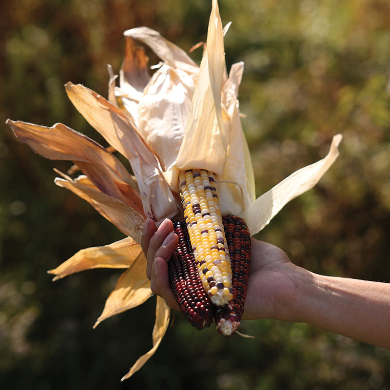 Ornamental Corn Firecracker Seed