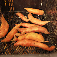 Sweet Potato Covington Live Plants