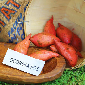 Sweet Potato Georgia Jet