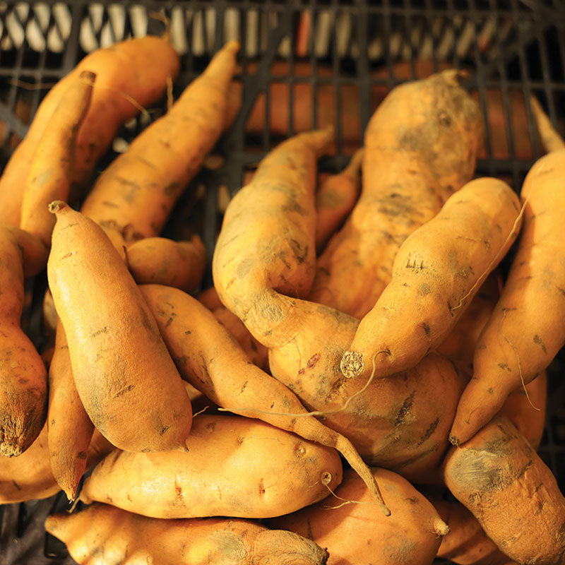 Sweet Potato Vardaman