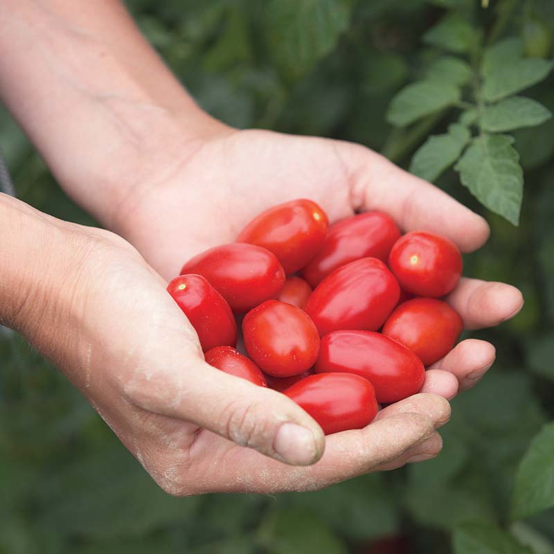 Tomato Valentine F1 Organic  Seed