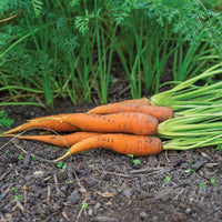 Carrot Fuerte F1 Seed