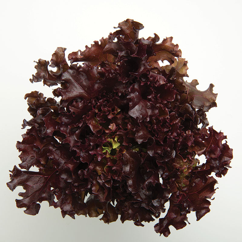 Lettuce Brentwood MTO Organic Seed