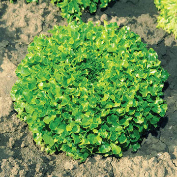 Lettuce Hampton MTO Organic Seed