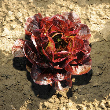 Lettuce Ezbruke MTO Organic Seed