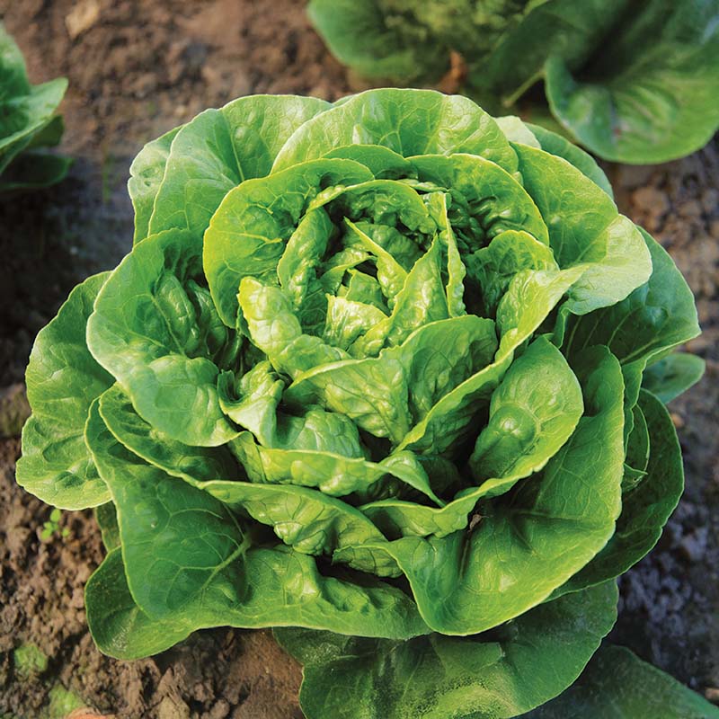 Lettuce Dragoon MTO Organic Seed