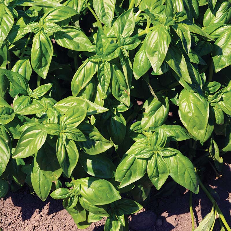 Basil Eleonora Organic Seed