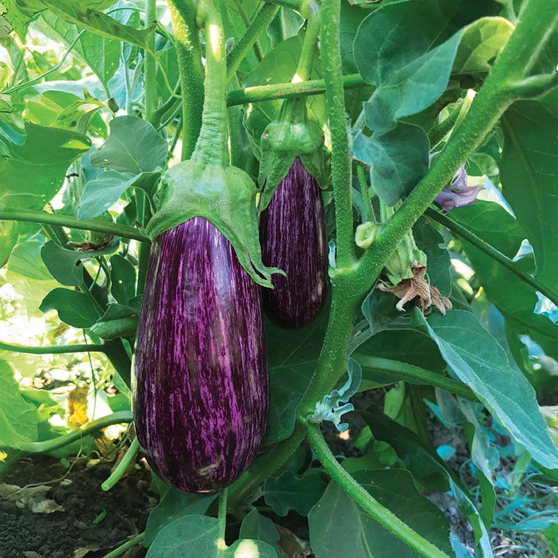 Eggplant Annina F1 Organic Seed