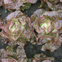 Lettuce Cervanek Seed