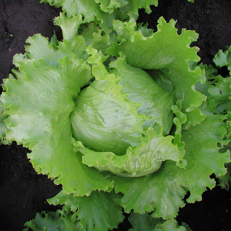 Lettuce Medimo Seed