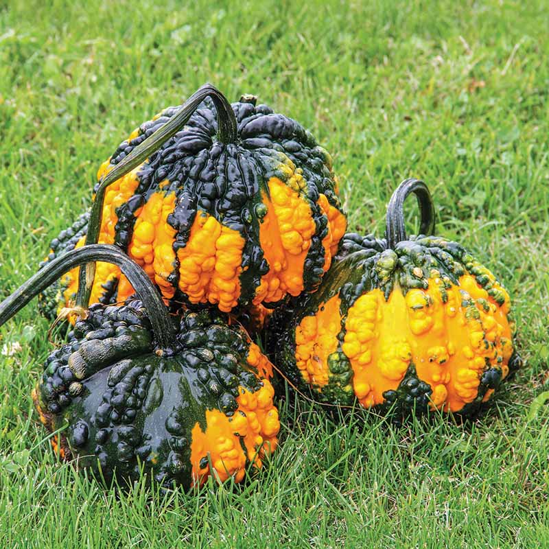 Gourd Hoargarth Seeds