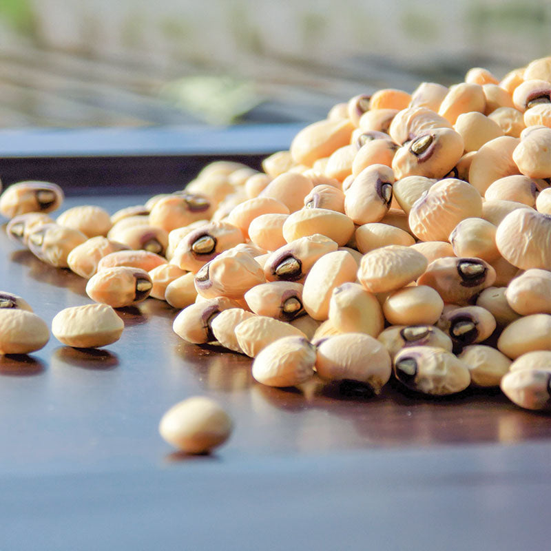 Cowpea Coronet Seed