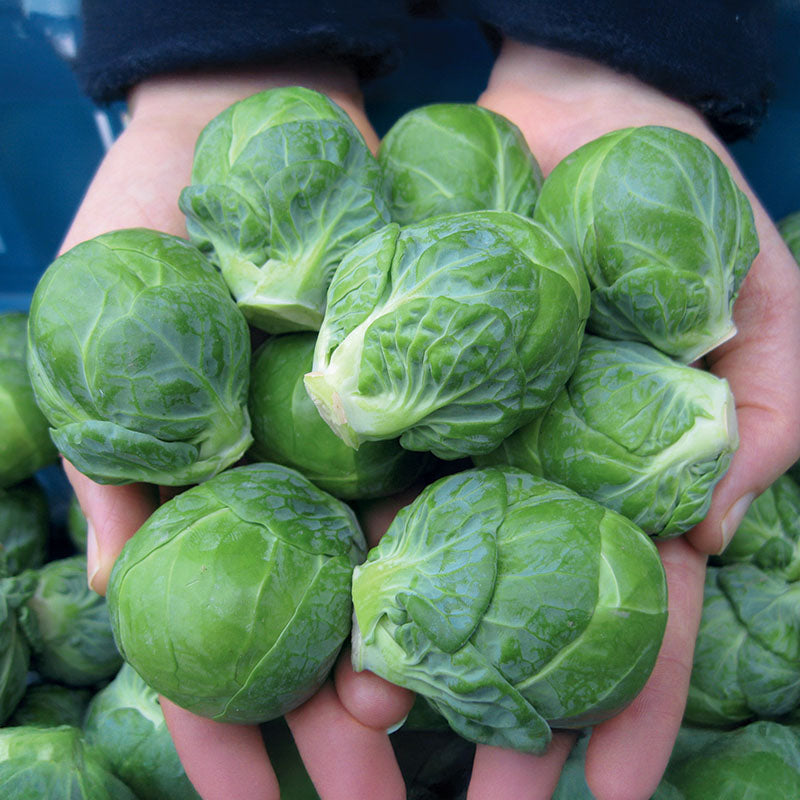 Brussels Sprouts Marte F1 Seed