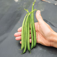 Bean Seychelles Seed