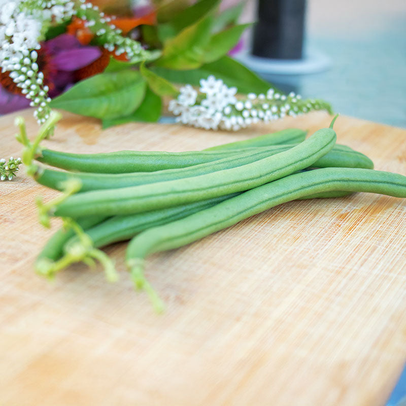 Bean Seychelles Seed