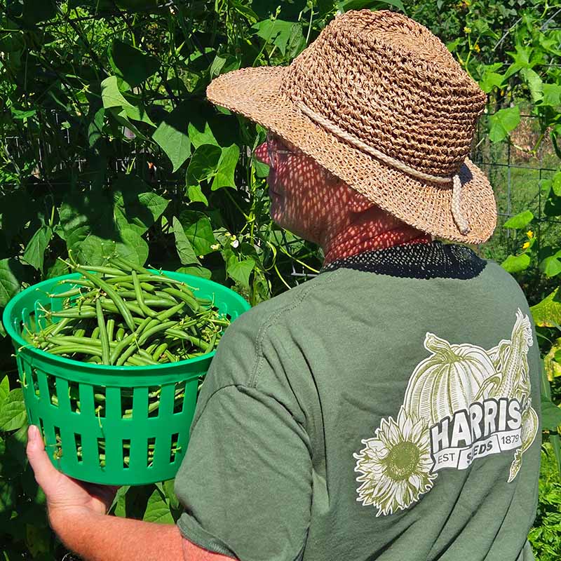 Bean Seychelles Seed