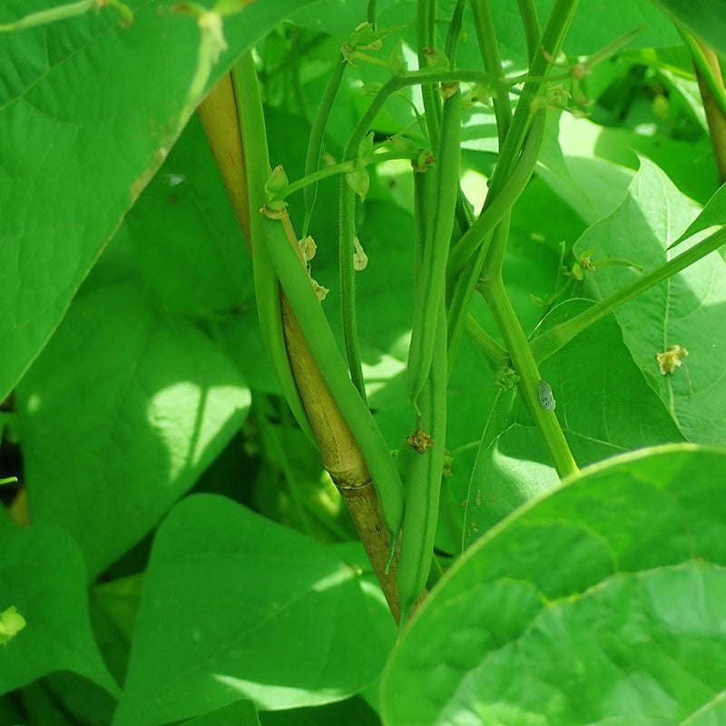 Bean Seychelles Seed