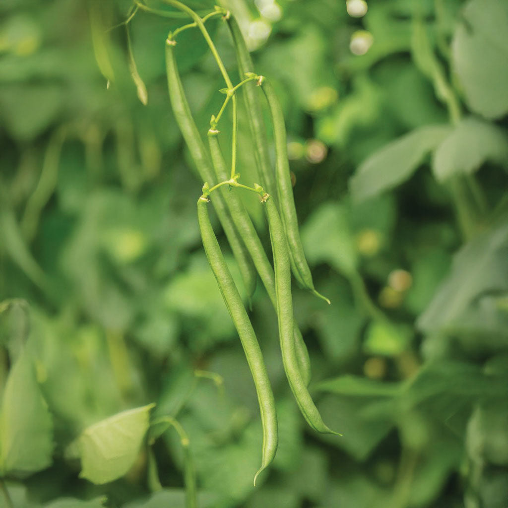 Bean Seychelles Seed