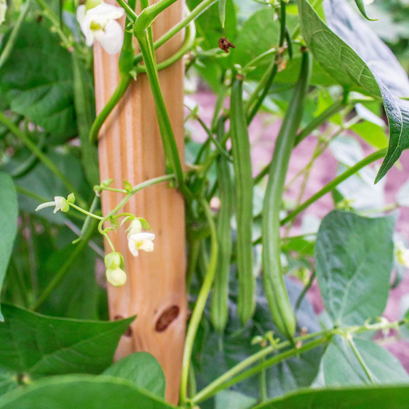 Bean Seychelles Seed