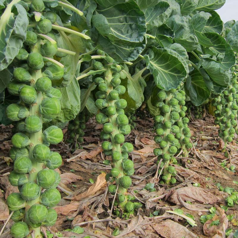 Brussels Sprouts Dagan F1 Seed