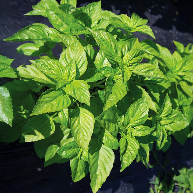 Basil Rutgers Passion DMR Seed