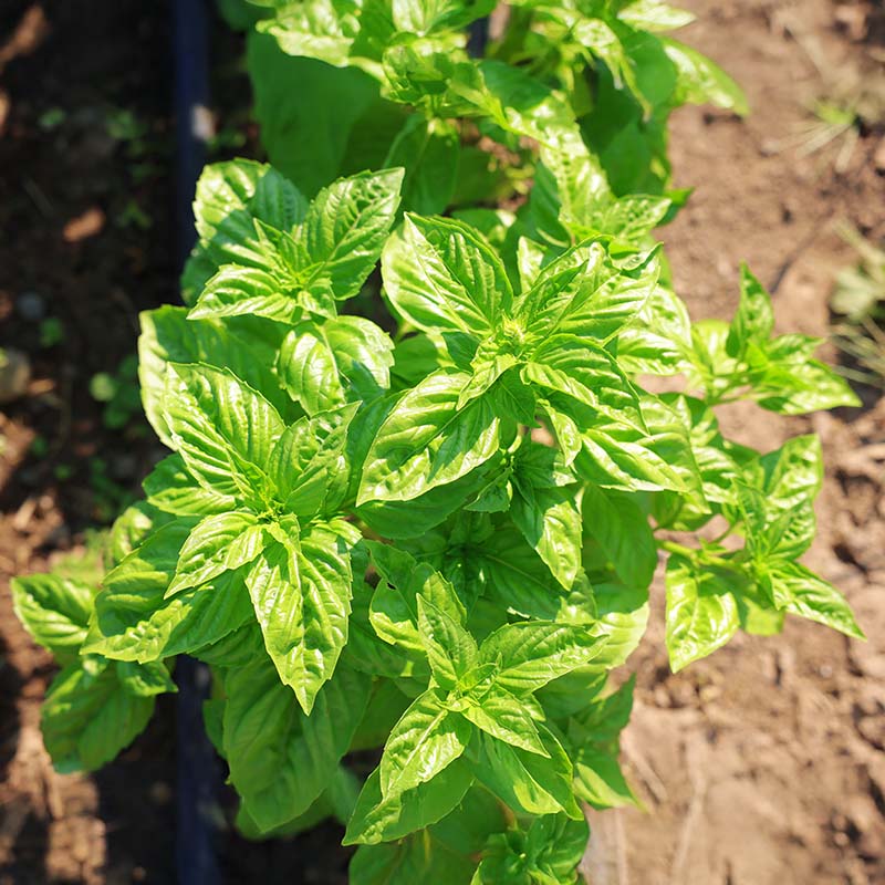 Basil Rutgers Passion DMR Seed