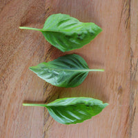 Basil Rutgers Passion DMR Seed