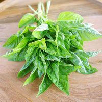 Basil Rutgers Passion DMR Seed