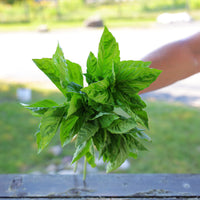 Basil Rutgers Passion DMR Seed