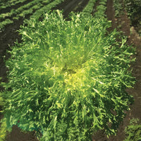 Endive Benefine Organic Seed