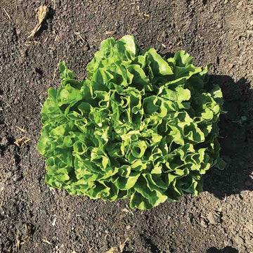 Escarole Eliance Organic Seed